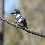 73: 2022-05-08-Kingfisher-0C3_1384