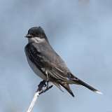 72: 2022-05-08-eastern-kingbird-0C3_0829