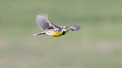 75: 2022-05-09-Eastern Meadowlark-1 0C3_0716