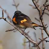 79: 2022-05-10-American Redstart 0C3_0226