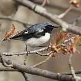 80: 2022-05-10-Black-throated Blue Warbler 0C3_0150