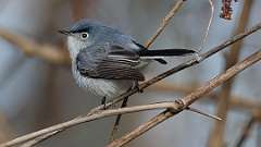 81: 2022-05-10-Blue-gray Gnatcatcher 0C3_0134