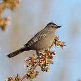 82: 2022-05-10-Gray Catbird 0C3_0294