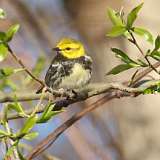 84: 2022-05-11-Black-throated Green Warbler 0C3_0231