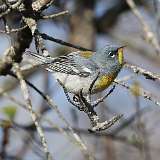 86: 2022-05-12-Northern Parula 0C3_0251