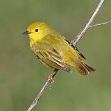 87: 2022-05-12-yellow-warbler-0C3_0086