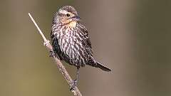 88: 2022-05-13-red-winged-blackbird-0C3_0092