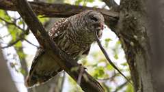 89: 2022-05-14-Barred Owl-snake-0C3_0540