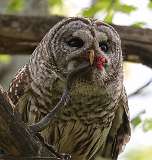 90: 2022-05-14-Barred Owl-snake-zoom-0C3_0537