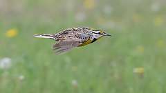 93: 2022-05-14-eastern-meadowlark-0C3_0778