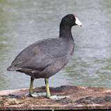 96: 2022-05-23-coot 0C3_0538