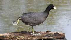 97: 2022-05-23-coot 0C3_0646