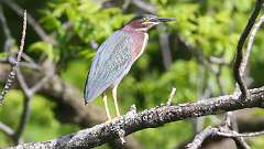 99: 2022-05-24-green heron 0C3_0052