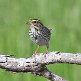 105: 2022-05-29-Savannah Sparrow 0C3_0081