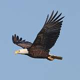 102: 2022-05-29-eagle-0C3_0267