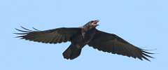 104: 2022-05-29-raven-0C3_0503