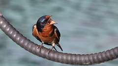 106: 2022-05-30-barn-swallow-0C3_0170