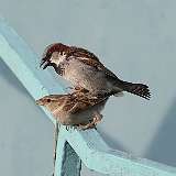 107: 2022-05-30-house-sparrows-0C3_0639