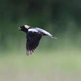 108: 2022-06-03-bobolink-0C3_0091