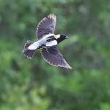 109: 2022-06-03-bobolink-0C3_0163