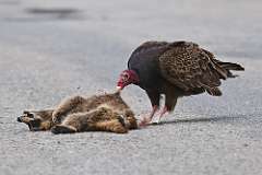 110: 2022-06-03-turkey-vulture-0C3_1190