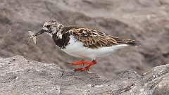 111: 2022-06-08-Ruddy Turnstone - food 0C3_0285