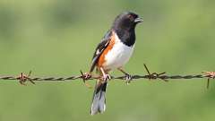 114: 2022-06-09-Eastern Towhee-0C3_0205