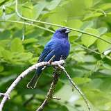 115: 2022-06-11-indigo-bunting-0C3_0078