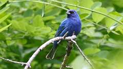 116: 2022-06-11-indigo-bunting-0C3_0081