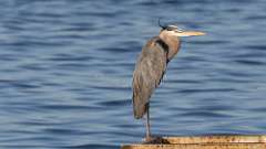 117: 2022-06-14-blue-heron-0C3_0422