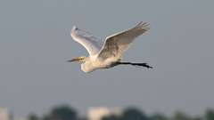 118: 2022-06-14-egret-0C3_0458