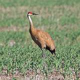 119: 2022-06-14-sandhill-crane-0C3_0356