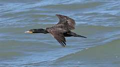 121: 2022-06-18-Cormorant-0C3_0107