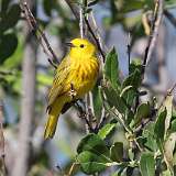 122: 2022-06-18-yellow-warbler-0C3_0056