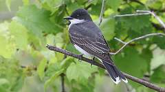 123: 2022-06-20-eastern-kingbird-0C3_0245