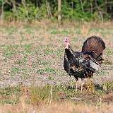 127: 2022-06-24-turkeys-0C3_0225