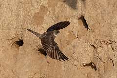 129: 2022-06-28-bank-swallow-0C3_4702