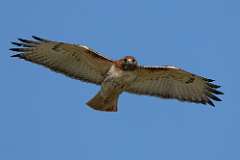 132: 2022-06-28-redtail-in-flight1-0C3_0177