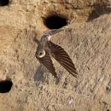 135: 2022-06-30-bank-swallow-0C3_0656