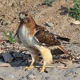 138: 2022-06-30-redtail1-0C3_0330