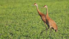 140: 2022-07-02-sandhill-cranes-0C3_0685