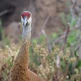 143: 2022-07-06-sandhill-crane-0C3_0665