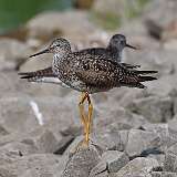 146: 2022-07-15-Lesser Yellowlegs 0C3_0208