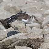 148: 2022-07-15-Spotted Sandpiper 0C3_0118