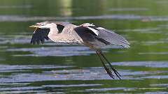 151: 2022-07-16-blue-heron 0C3_0011