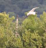 154: 2022-07-27-egret 0C3_0112