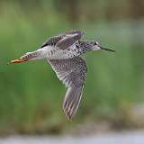 155: 2022-07-27-yellow-legs-0C3_0308