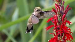 159: 2022-07-30-hummingbird1-0C3_0400