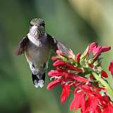 160: 2022-07-31-hummingbird-0C3_0118