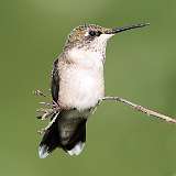 162: 2022-08-02-hummingbird-0C3_0391